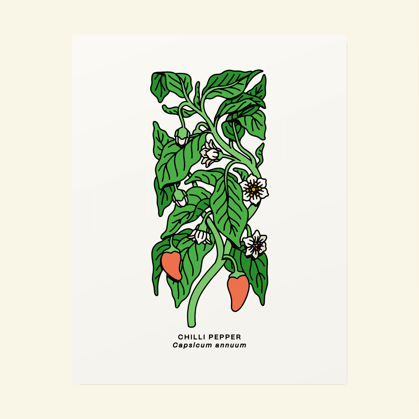 Chilli Pepper Botanical Poster