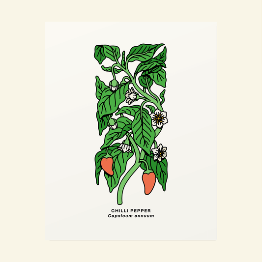 Chilli Pepper Botanical Poster