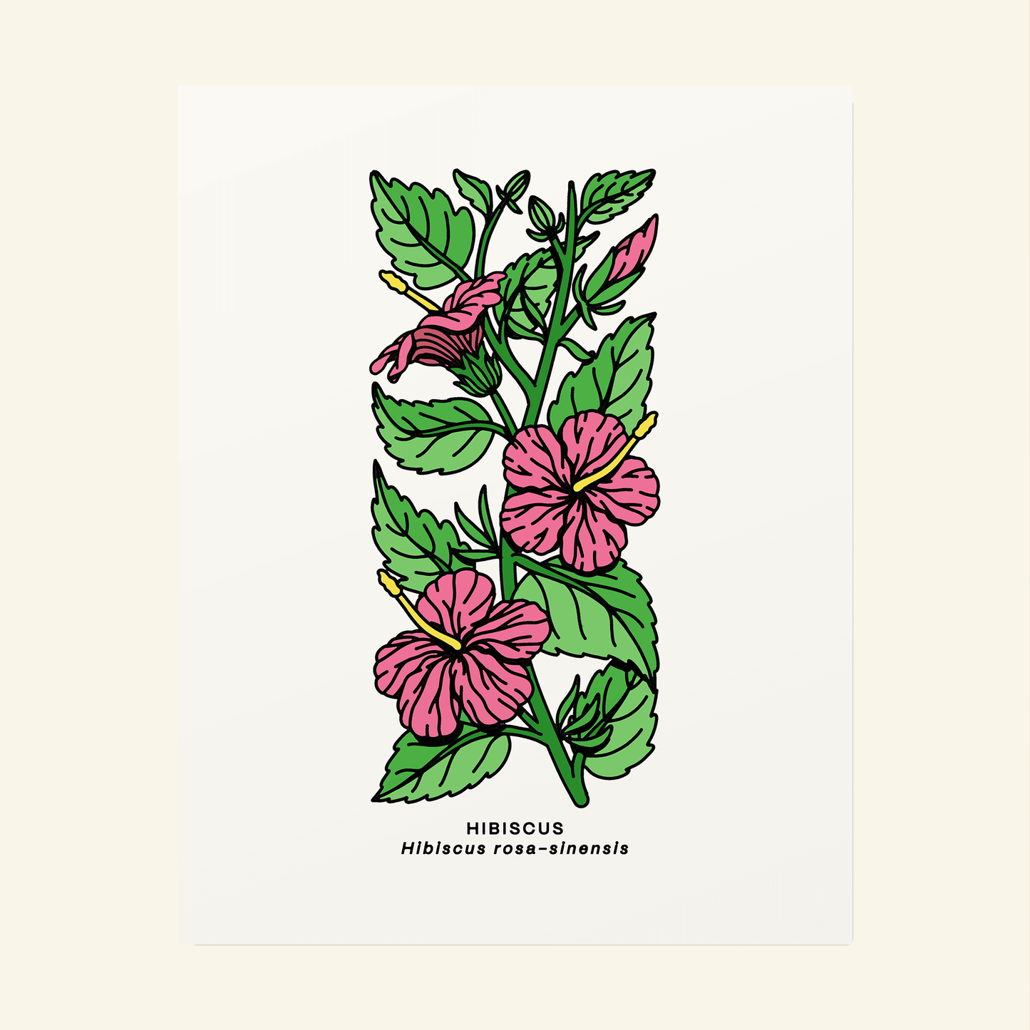 Hibiscus Botanical Poster