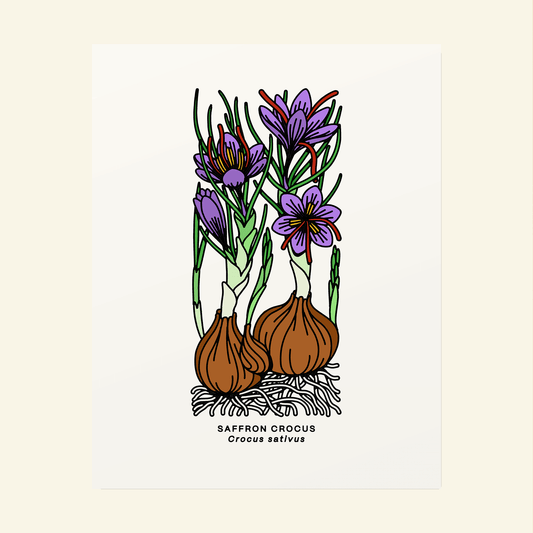 Saffron Botanical Poster